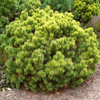       Pinus mugo 'Ophir'